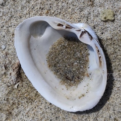 Spisula sachalinensis