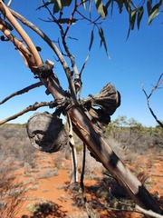 Eucalyptus youngiana