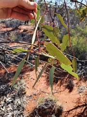 Eucalyptus youngiana