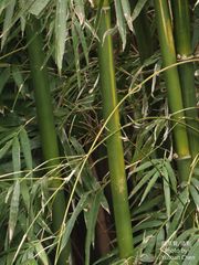 Bambusa multiplex