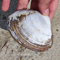 Spisula sachalinensis