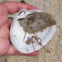 Spisula sachalinensis