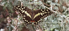 Papilio demodocus demodocus