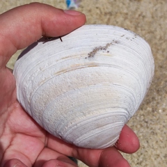 Spisula sachalinensis