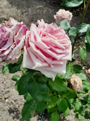 Rosa
