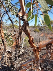 Eucalyptus youngiana
