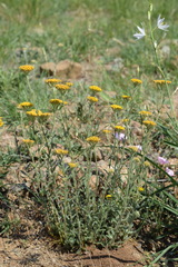 Achillea tomentosa