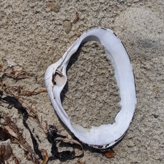 Spisula sachalinensis