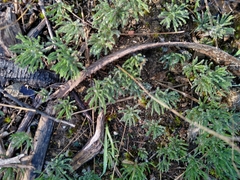 Eriospermum proliferum