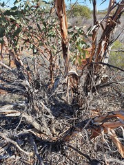 Eucalyptus youngiana