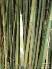 Bambusa multiplex