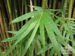 Bambusa multiplex