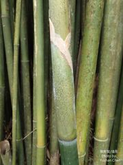 Bambusa multiplex