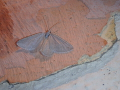 Lithostege griseata