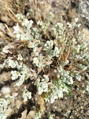 Sedum pedicellatum