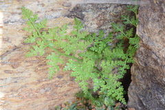 Asplenium cuneifolium