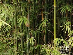 Bambusa multiplex