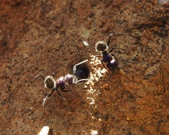 Calomyrmex
