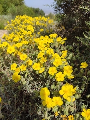 Helianthemum syriacum