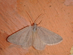 Lithostege griseata