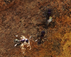 Calomyrmex