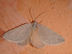 Lithostege griseata