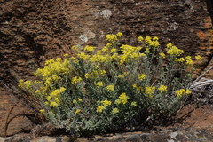 Odontarrhena argentea