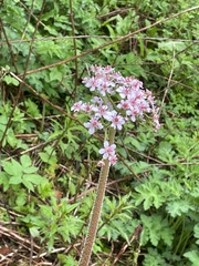 Darmera peltata
