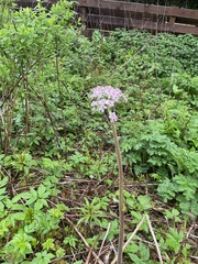 Darmera peltata