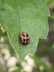 Harmonia axyridis