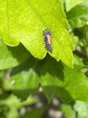 Harmonia axyridis