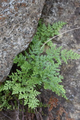 Asplenium cuneifolium