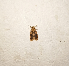 Miltochrista rubricosa