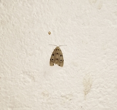 Aemene spotoptera