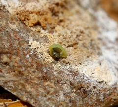 Cleomella brevipes