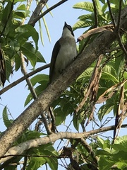 Pycnonotus sinensis formosae