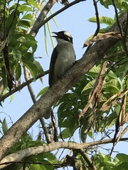 Pycnonotus sinensis formosae