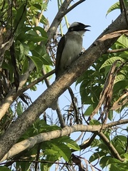 Pycnonotus sinensis formosae