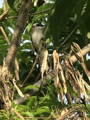 Pycnonotus sinensis formosae