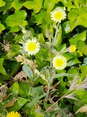 Andryala integrifolia