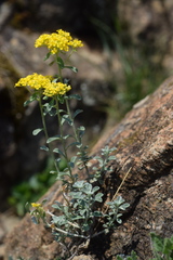 Odontarrhena argentea