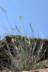 Festuca robustifolia