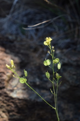 Biscutella laevigata laevigata