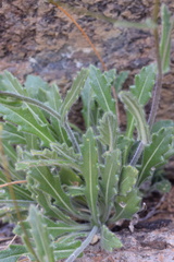 Biscutella laevigata laevigata