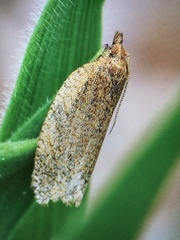 Aphelia viburnana