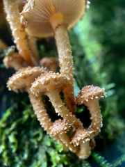 Pholiota subflammans