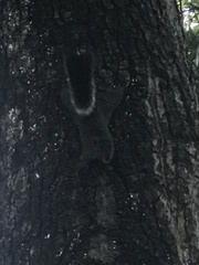 Callosciurus erythraeus thaiwanensis