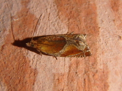 Ancylis obtusana