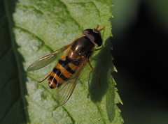 Epistrophe nitidicollis