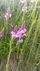 Polygala calcarea